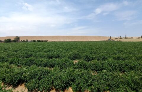 TERRENO RUSTICO EN VENTA MAJES